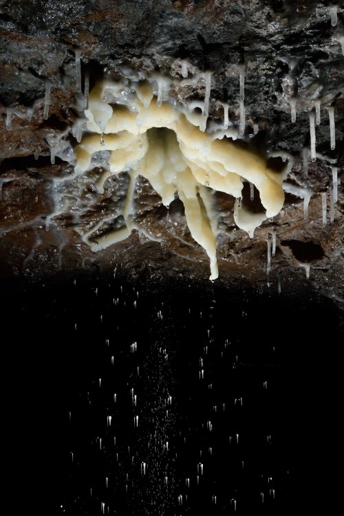 Spéléodrome de Villers-lès-Nancy - Fleur de calcite au plafond au débouché d'un forage drainant l'eau contenu dans un  aquifère supérieur (format vertical)(SP-19-1934 )